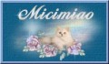 Micimiao tutto quello che vi serve sapere sui gatti